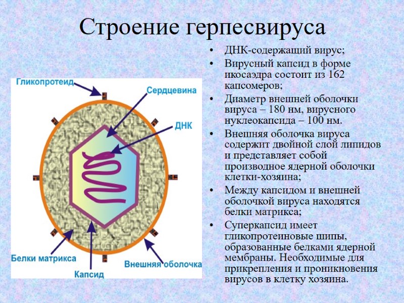 Строение герпесвируса ДНК-содержащий вирус;  Вирусный капсид в форме икосаэдра состоит из 162 капсомеров;